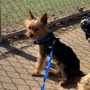 Meet your Posher, Gracie